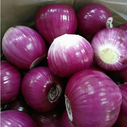 Little  red  onion