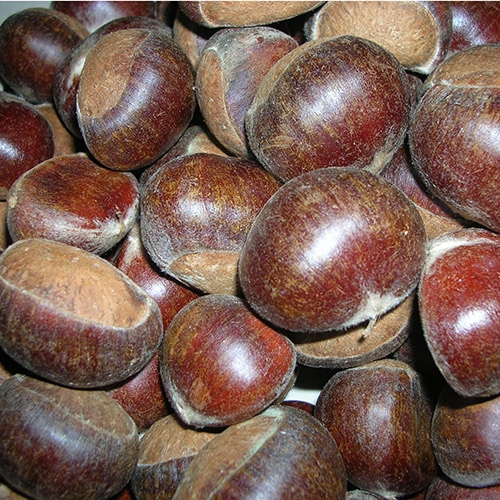 Fresh  Chestnut