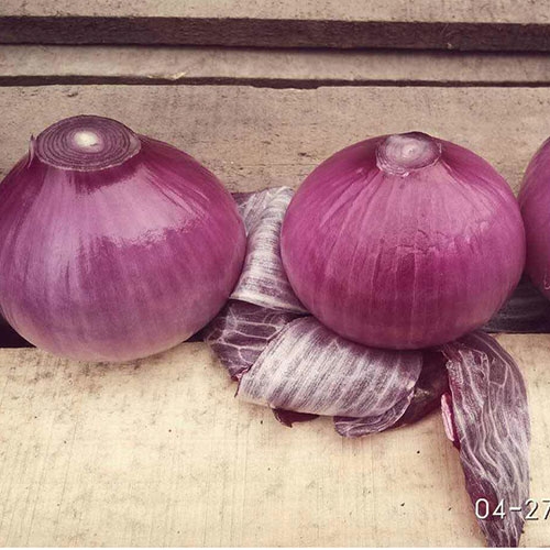 Peeled purple onion