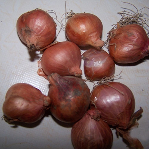 Purple onion