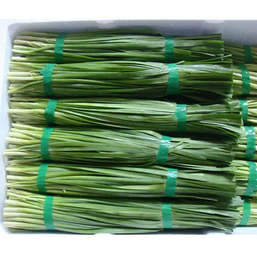 Green Chinese Chive
