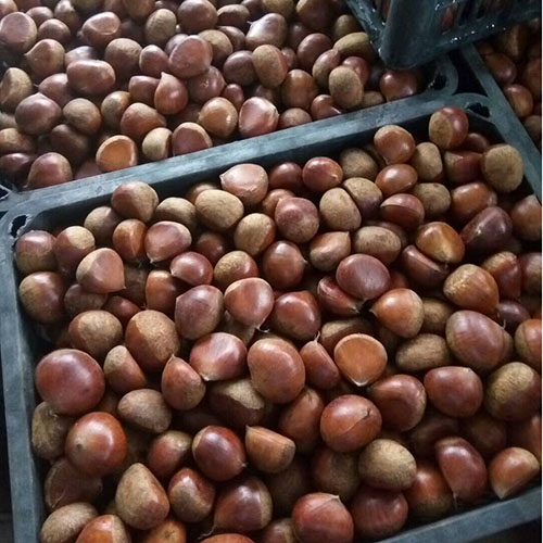 Fresh  chestnut