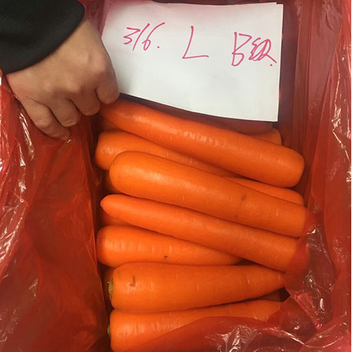 Fresh carrot 