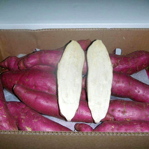 Product:Red skin sweet potato Orange sweet potato Light yellow sweet potato Purple sweet potato Size:250G-400G,400G-550G,550G-750G Package:10kg/carton Supply time:September to next February