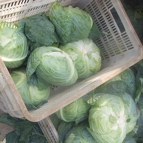  Cabbages