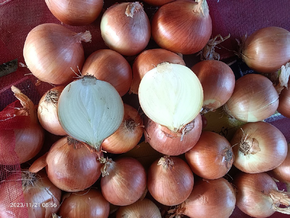 Fresh Onion